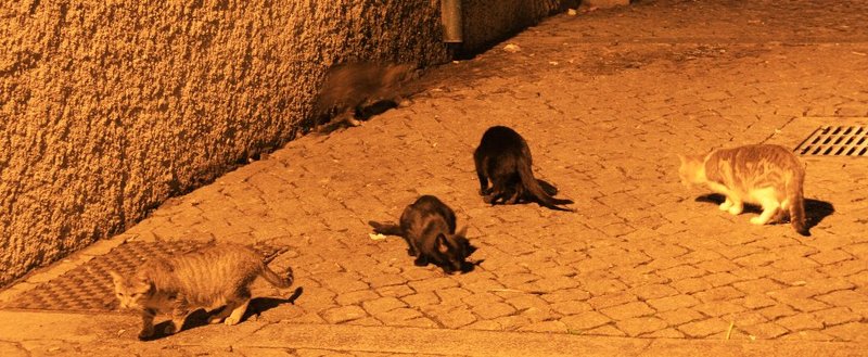 20091025_portotrip_50_cat1